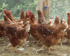 research-station-thalhausen